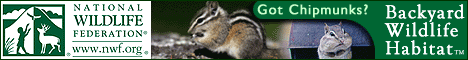 banner_bwh_chipmunk1.gif